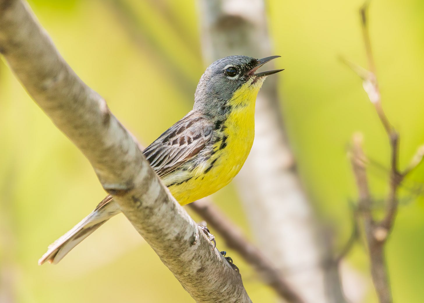 Yellow and grey songbird singing on a perch Yellow and grey songbird singing on a perch