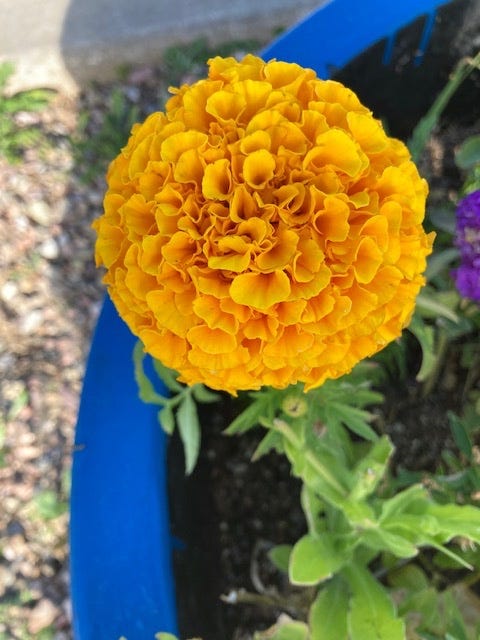 May be an image of flower and nature