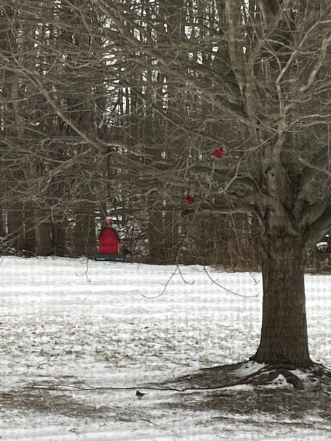 a red bird feeder hanging from a tree, a dog looking out a sliding glass door, a drawing of a green bird feeder
