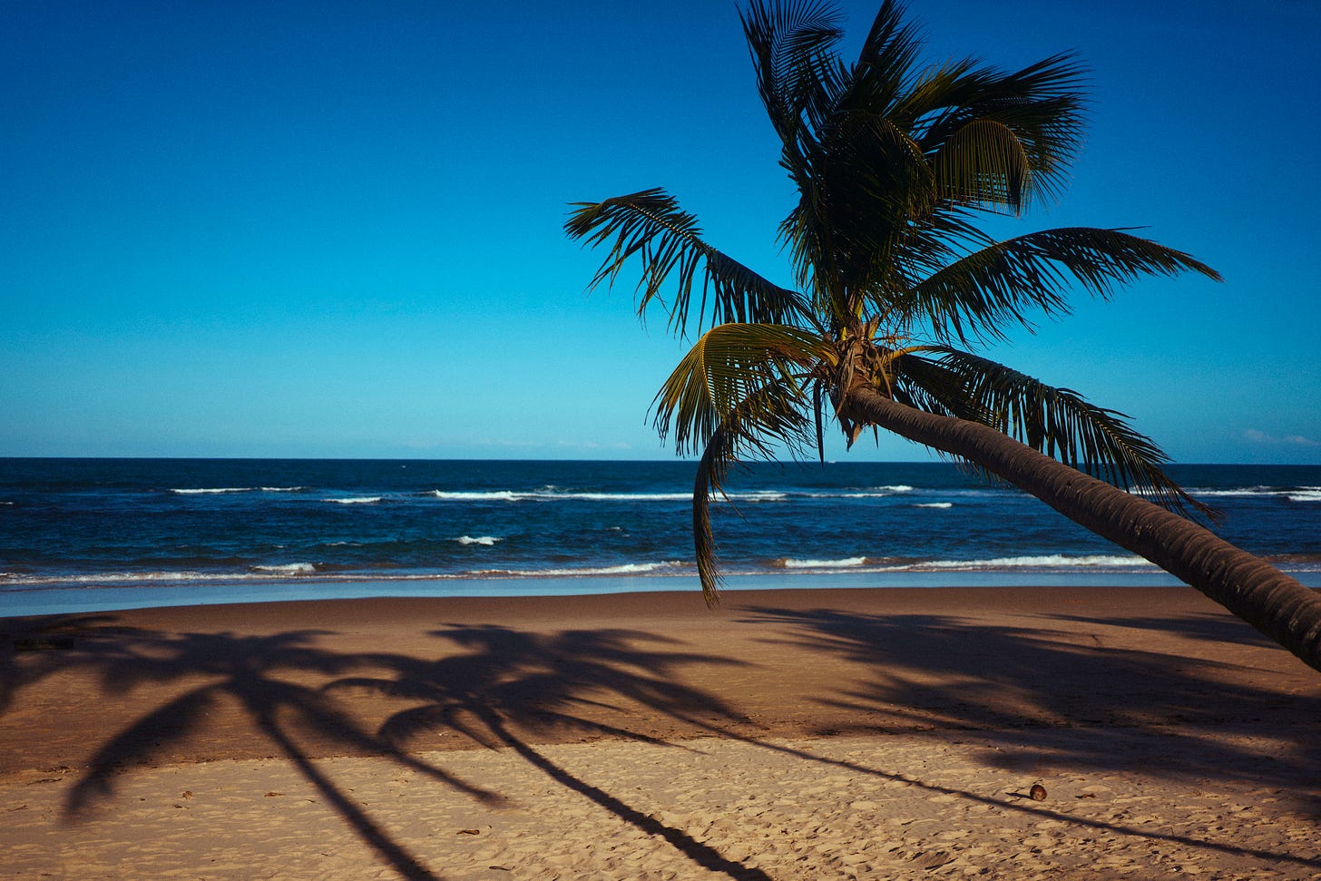 A sandy beach with two leaning palm trees casting long shadows, gentle waves, and a clear blue sky in the background.