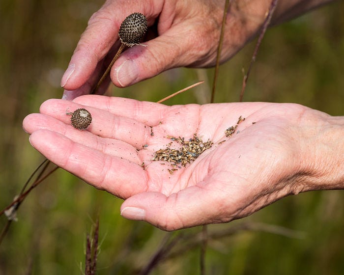 A volunteer delicately holds a collection of wildflower seeds from Richardson Nature Center, ready for planting and conservation.