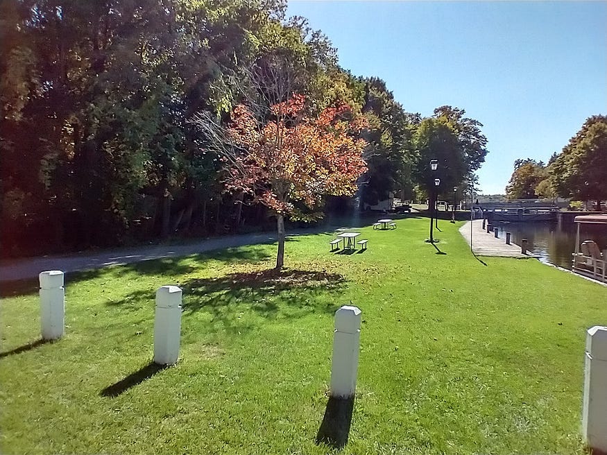 A picnic area beside Chaffey’s Lock. The river is on the right, leading to the lock, and there is green lawn on the left with picnic tables and benches. A young tree is losing its pretty fall leaves.