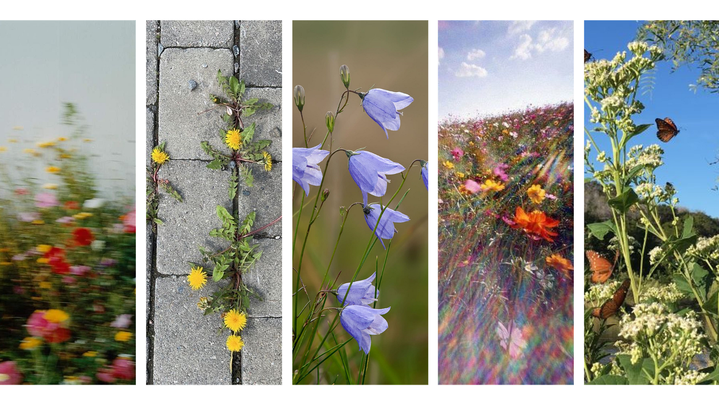 	crate & barrel Jeremiah Brent	emotional fall storytelling wildflower symbolism	self-growth after burnout	nostalgia September memories natural late bloomers	fall design 2025 Crate & Barrel	barefoot childhood moments fall interior inspiration	plant metaphor for growth	tiny rituals that change everything