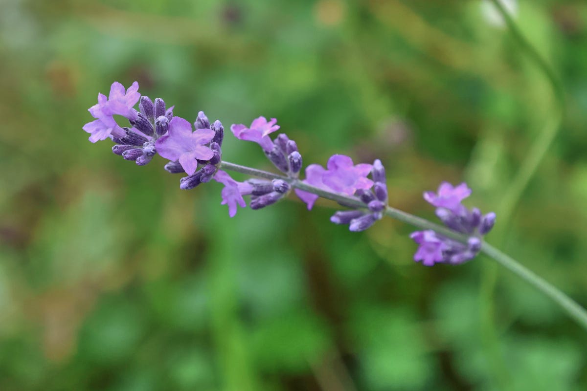 a flowering lavender stem