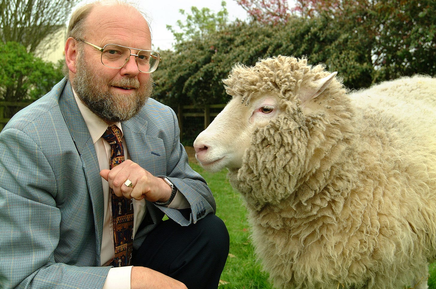 Dolly the sheep