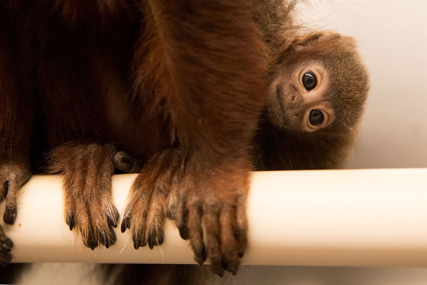 Baby titi monkey - Come See Our World