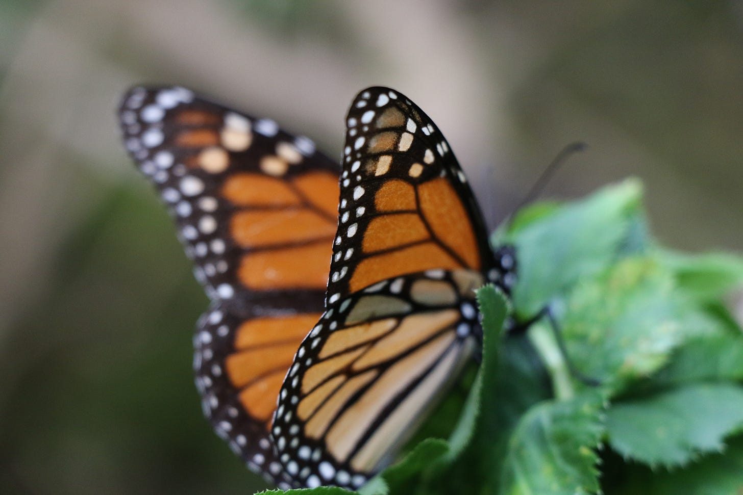monarch butterfly migration