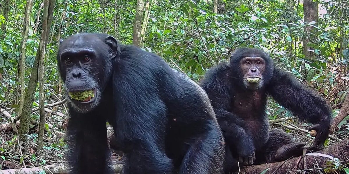 When Former Friends Become Enemies: The Ngogo Chimpanzee Fission and What It Says About Collective Violence