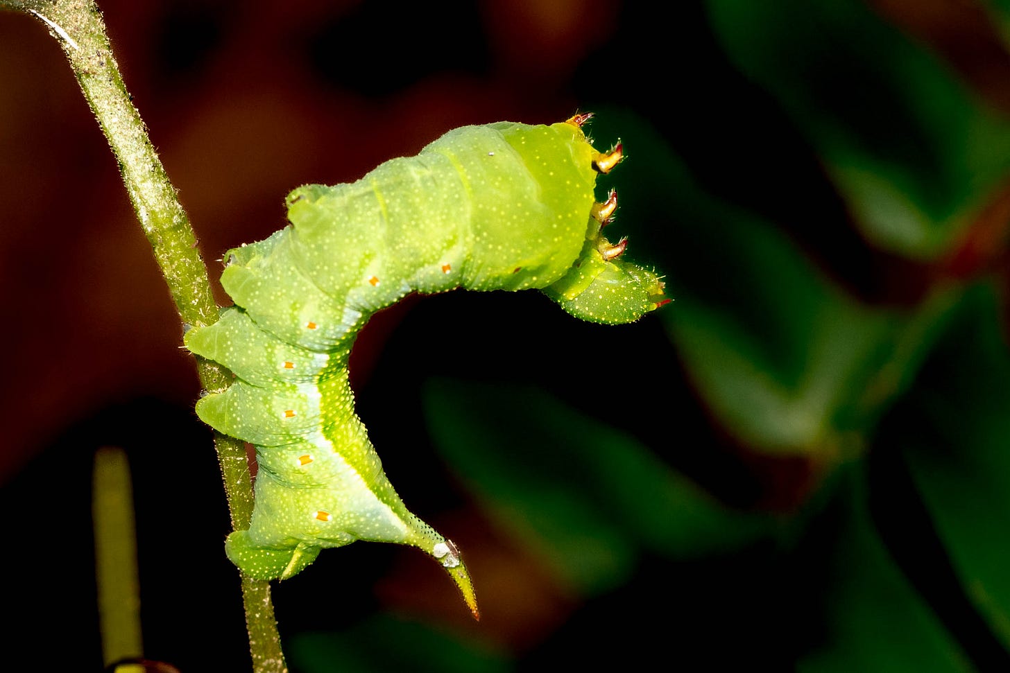 Against a dark background, a bright green caterpillar leans back dramatically from the small twig it stands upon. The caterpillar has a pointed extension, like a tail, at its back end.