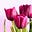 Tulip 🌷's avatar