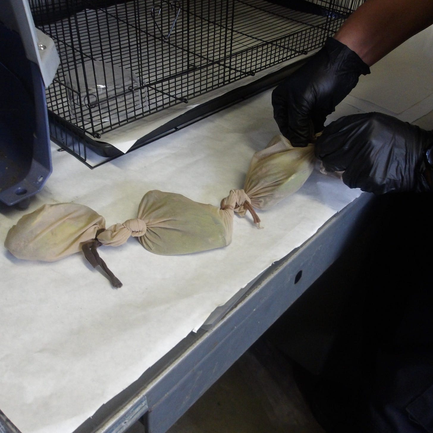 CBP Officers found the bundles contained live parrots! CBP Officers found the bundles contained live parrots!