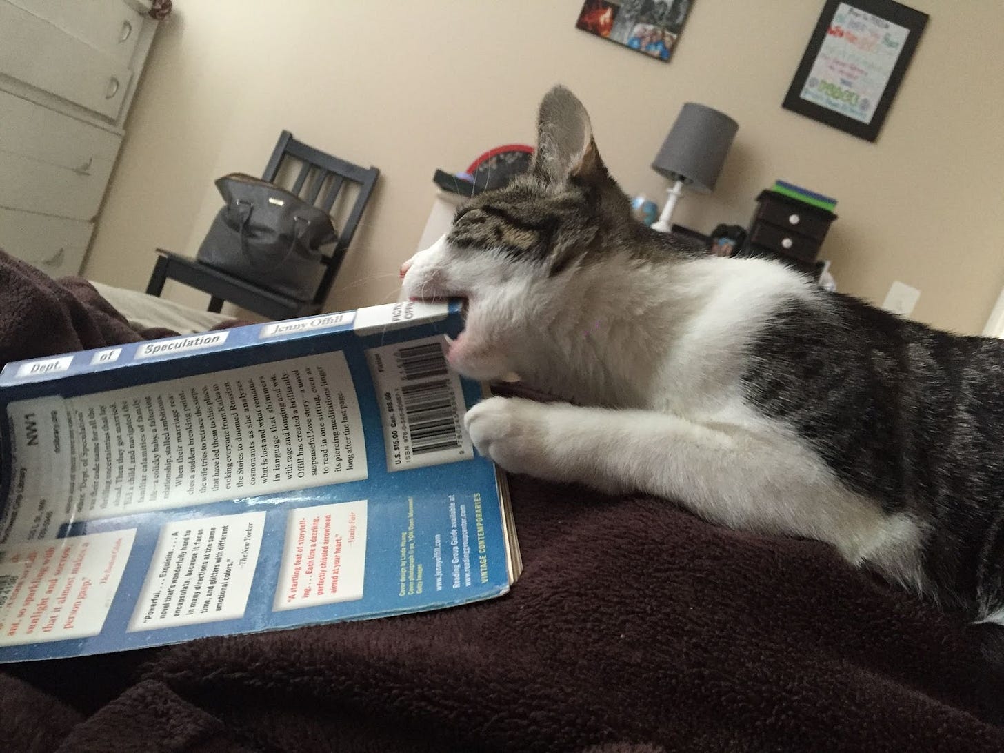 Meredith's cat chewing on her book