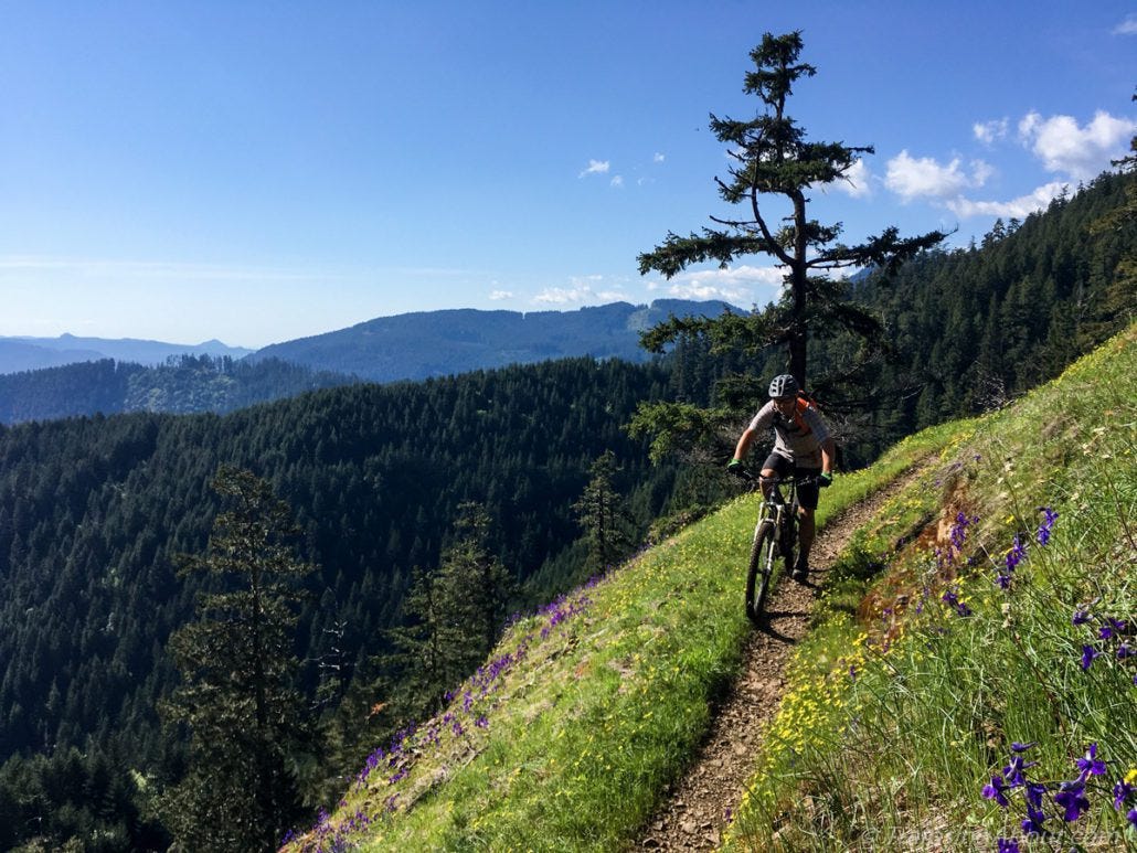 Gabe enjoying wildflowers (and fast downhill, of course) on Alpine Trails.
