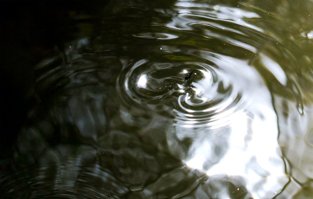 water drop on body of water