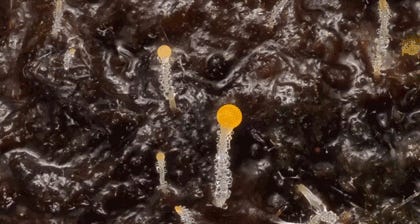 ¡Viva La Puerto Rico!: Tabs, Mon., Feb. 9, 2026