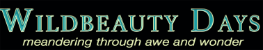 Wildbeauty Days