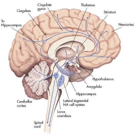 2: The noradrenergic pathways in the human brain [Moret 2011,... | Download  Scientific Diagram