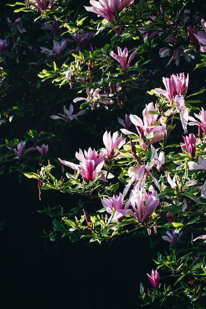 Seedville USA Lily Magnolia Seeds - 5 Purple & Pink Tulip Magnol Liliiflora Tree Seeds