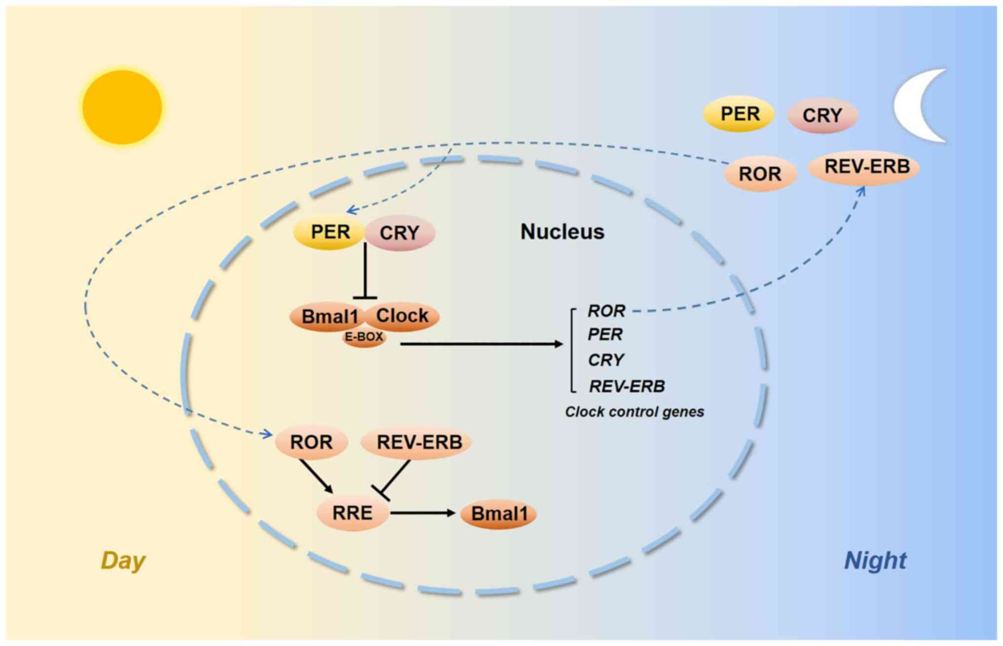 Clock Radiopaedia Your Body Is an Orchestra of Clocks, And Repair Only Happens When They ...