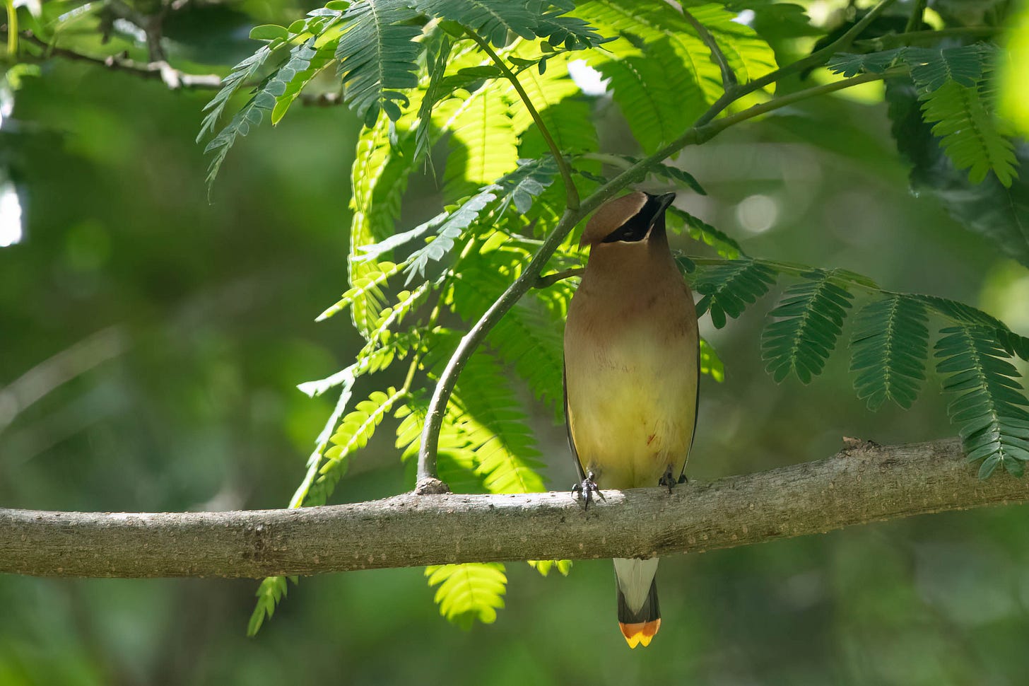 Close-up of a cedar waxwing, a beautiful bird with a black mask across the face and a yellow-tipped tail.