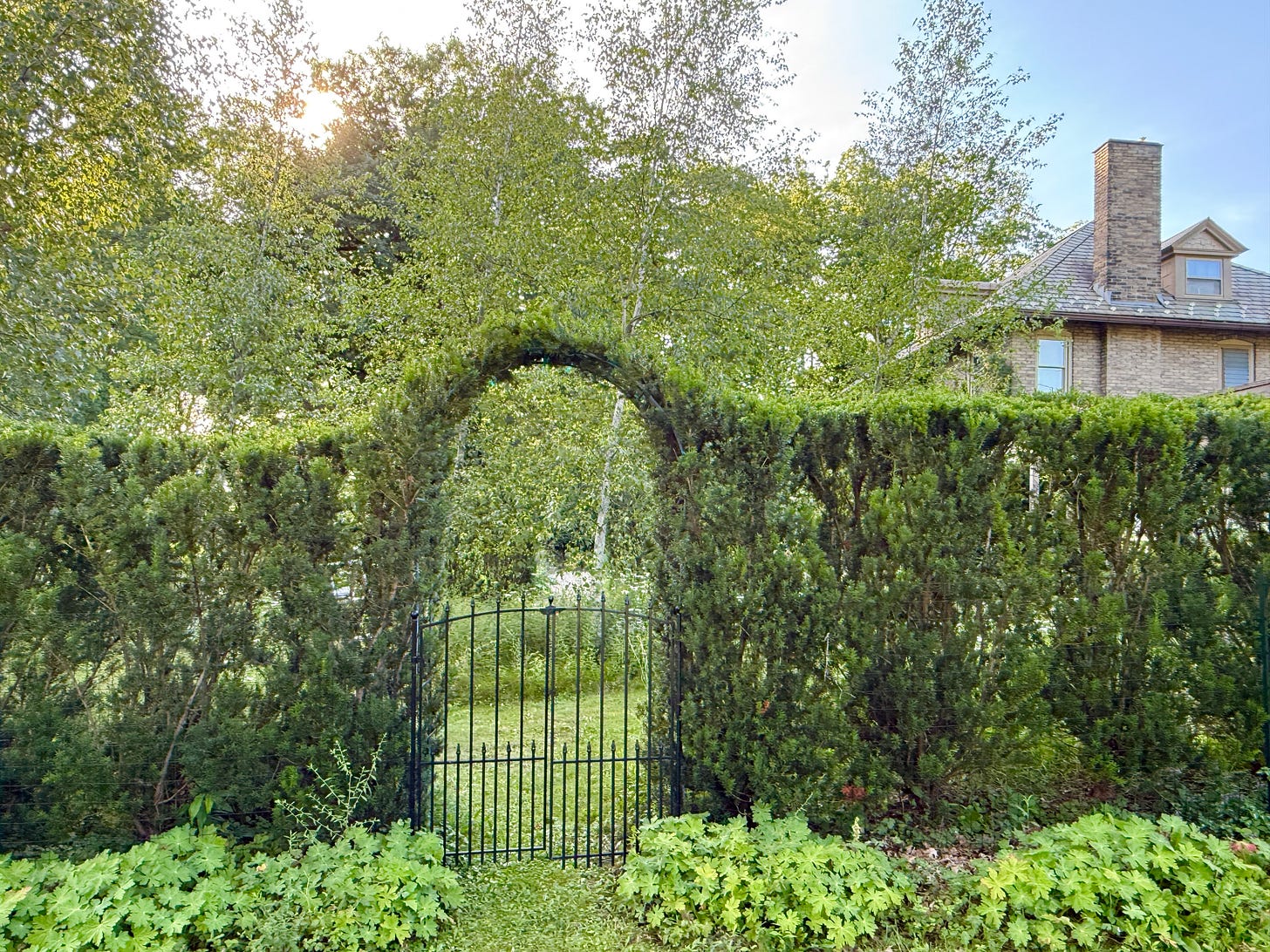 The yew hedge on the edge of our Birch Walk garden at Havenwood