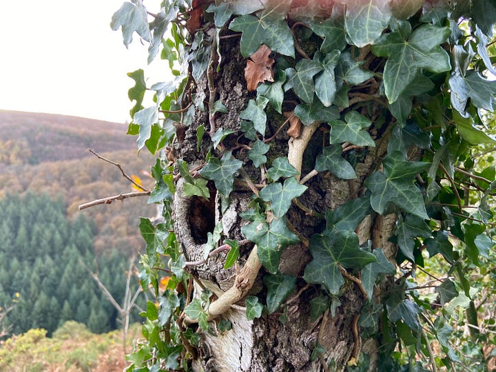 Fresh ivy leaves in a bowl and ivy growing up a tree trunk