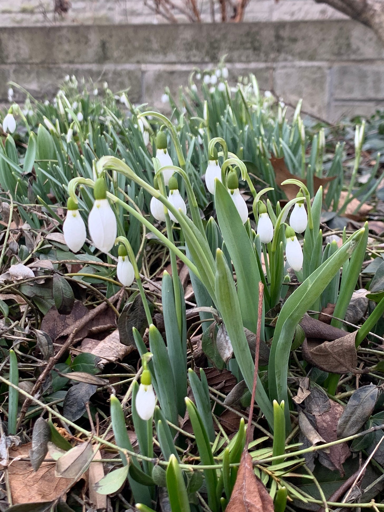 White bulbous blooms hanging on the end of soft green leaves, growing together in clumps.