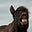 Horse's avatar