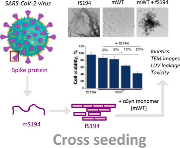 graphic from the study directly linked below showing how the spike proteins of the SARS-CoV-2 virus stimulates the protein which leads to parkinson's disease