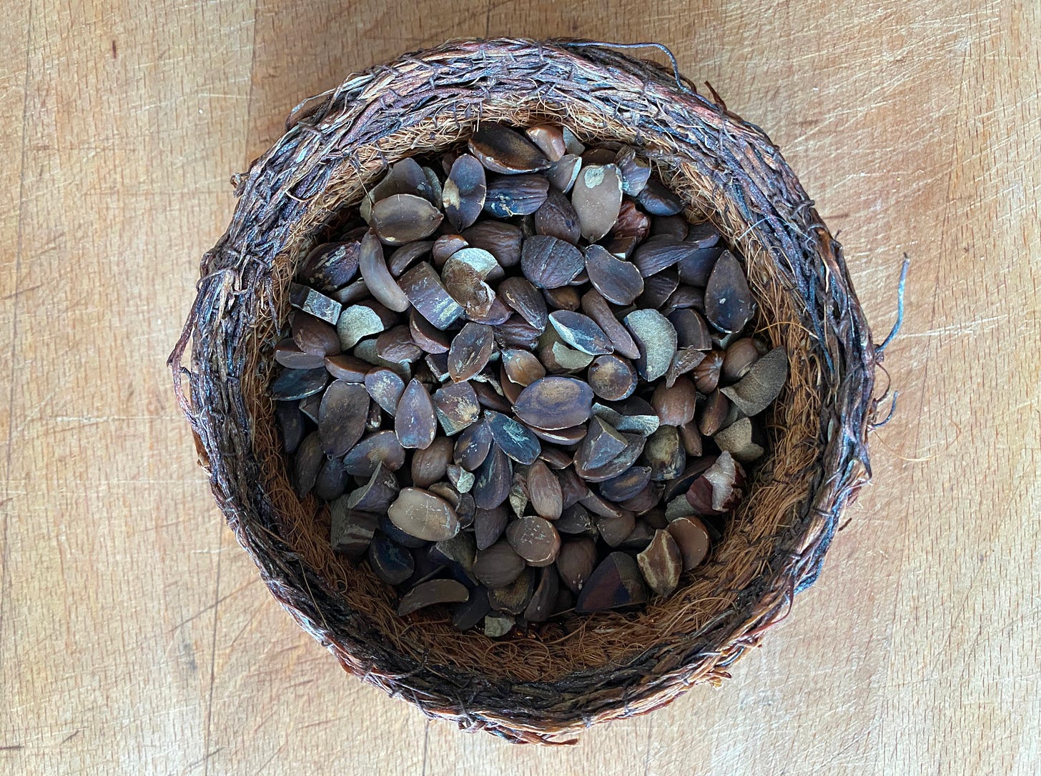 a bowlful of leached acorn pieces ready to be made into flour