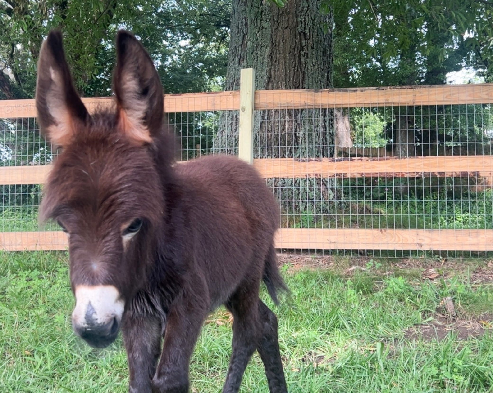 A police officer shot and killed a miniature donkey. But he lived a happy life, so what's the problem?