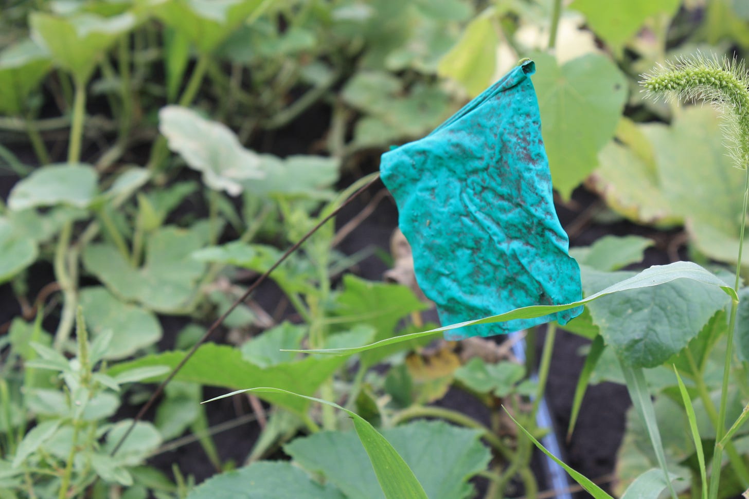 A green tile flag in the squash at the Genuine Faux Farm