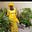 Amaka-Ojomo Juliana Bosede's avatar