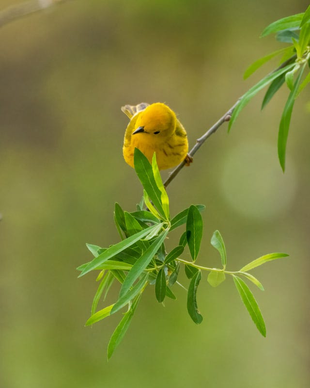 20260422-Chiricahuas-377-Edit.jpg