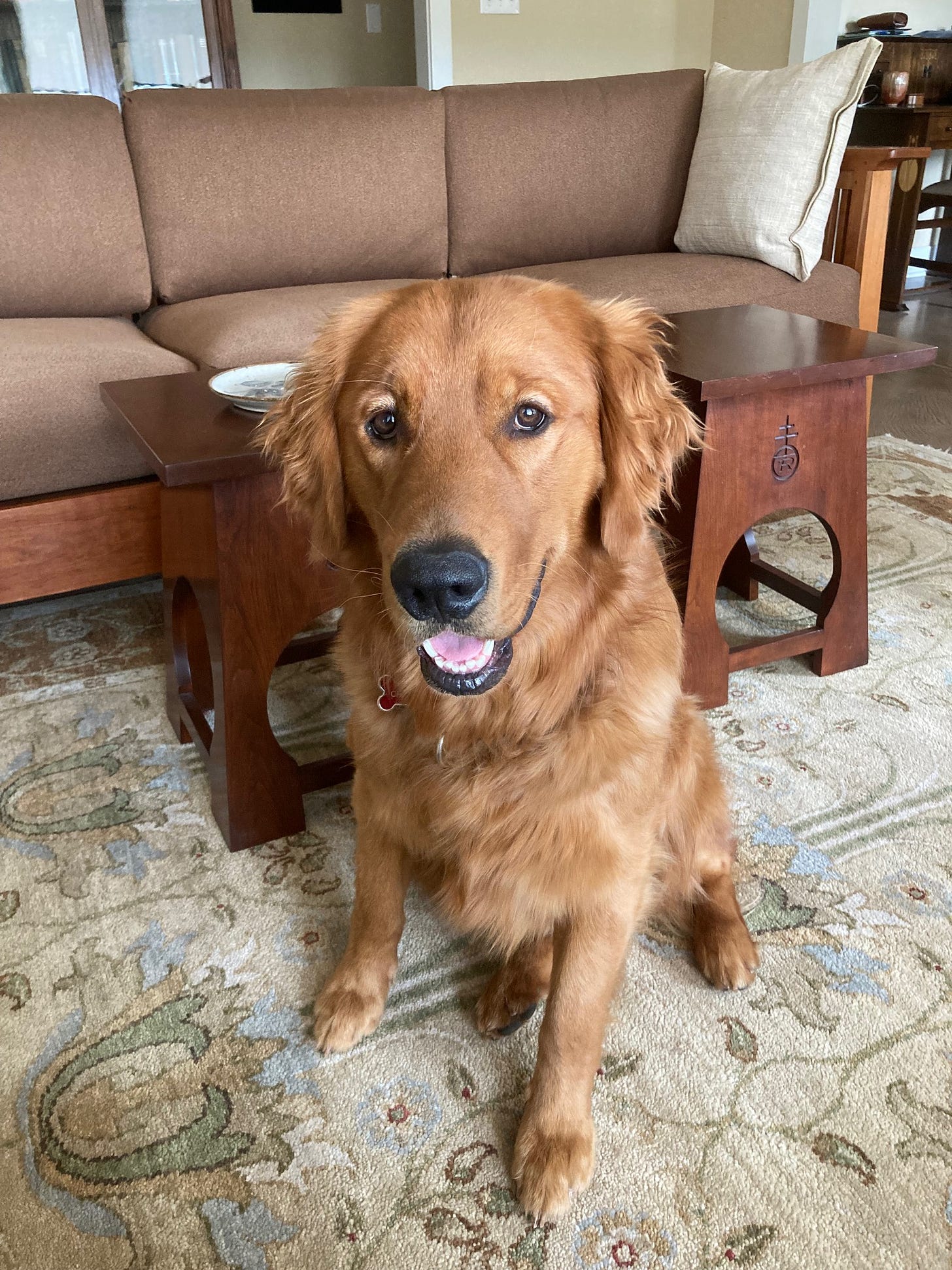 My Dog Chance My Dog Chance