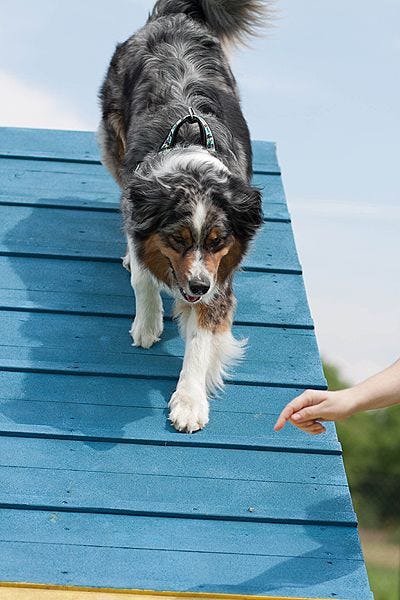 Agility 2012-2013