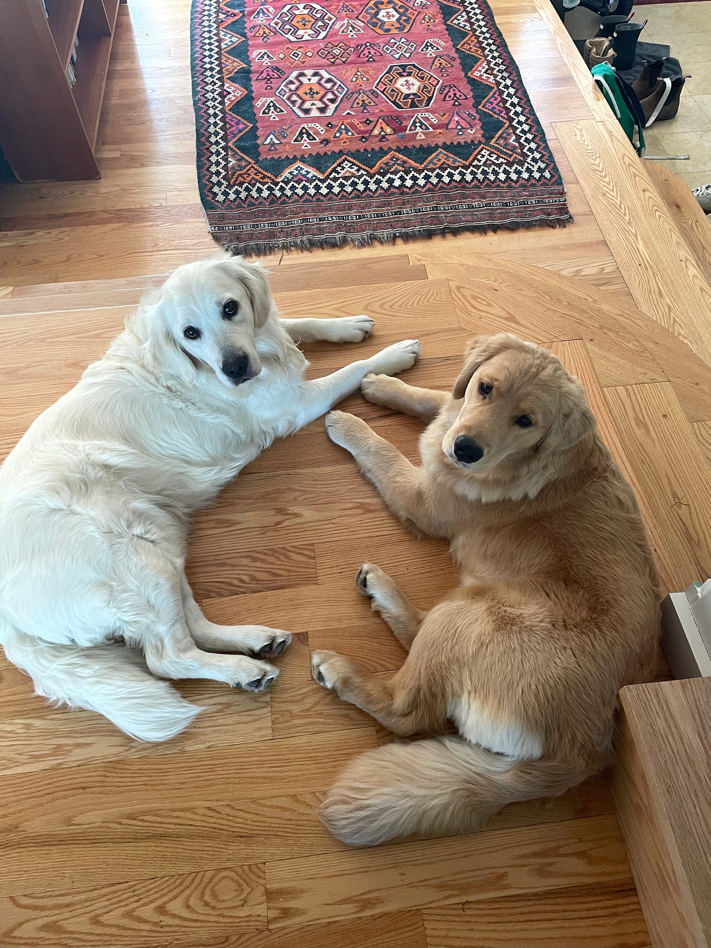 two golden retrievers lie on the floor