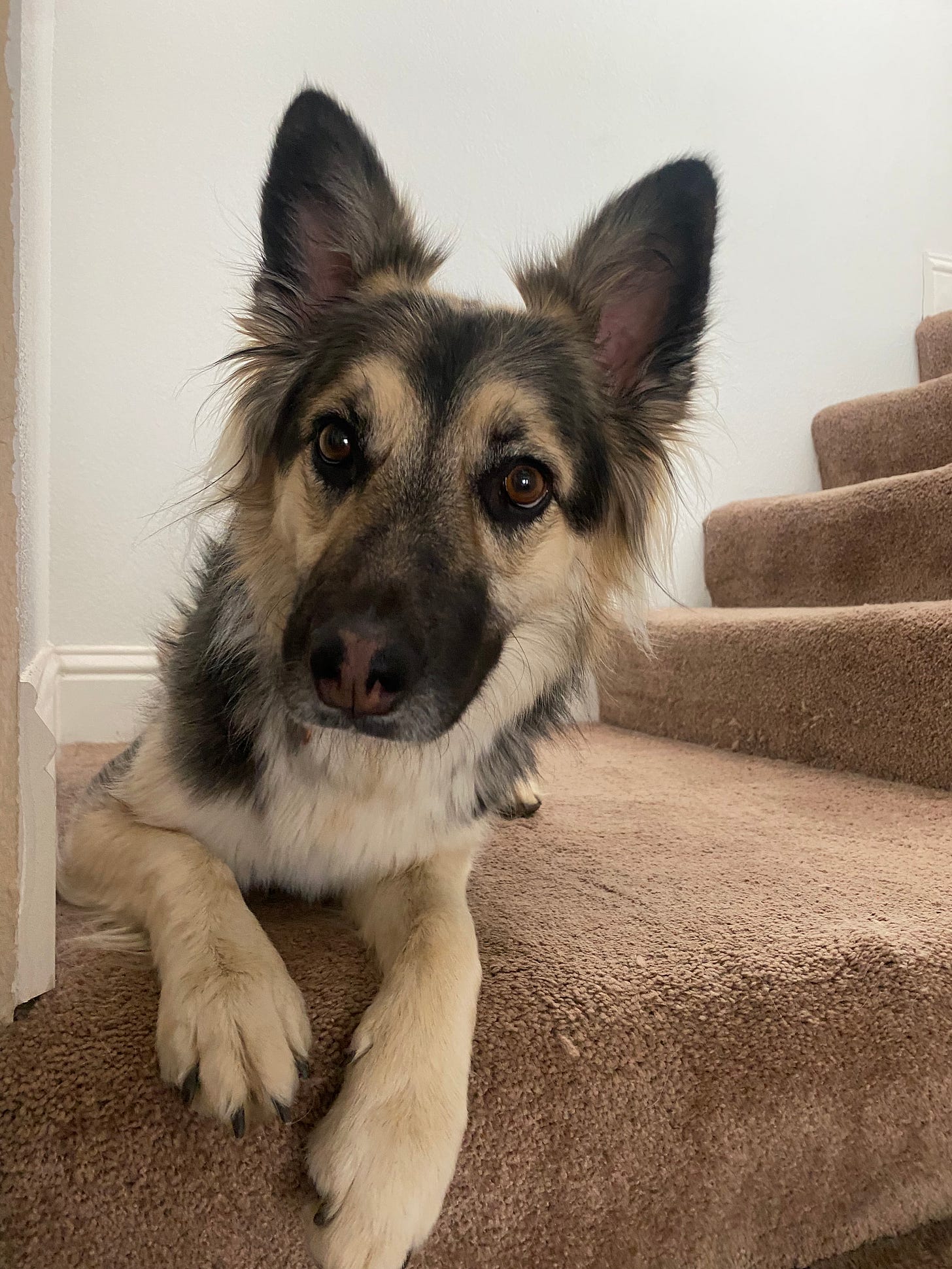 A German shepherd mix on a stair landing