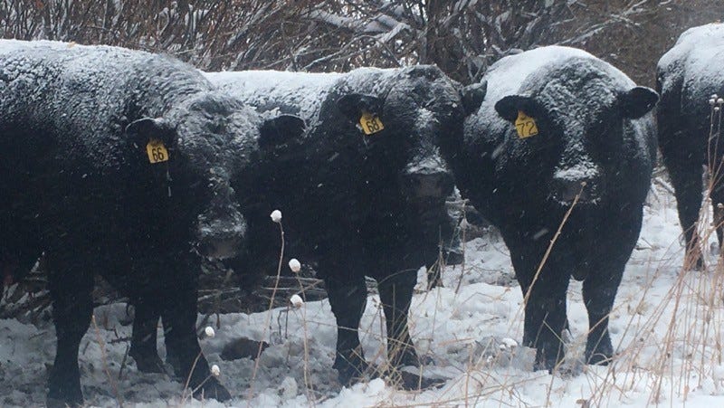 Three black cows with yellow numbered tags on their ears are dusted with snow. Three black cows with yellow numbered tags on their ears are dusted with snow.