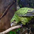 Kākāpō update: the first breeding season after four years has started!