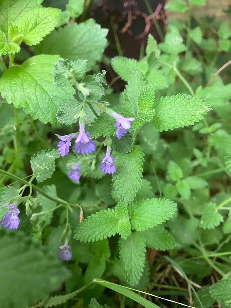 Close up of pale green foliage and delicate lavender blossoms