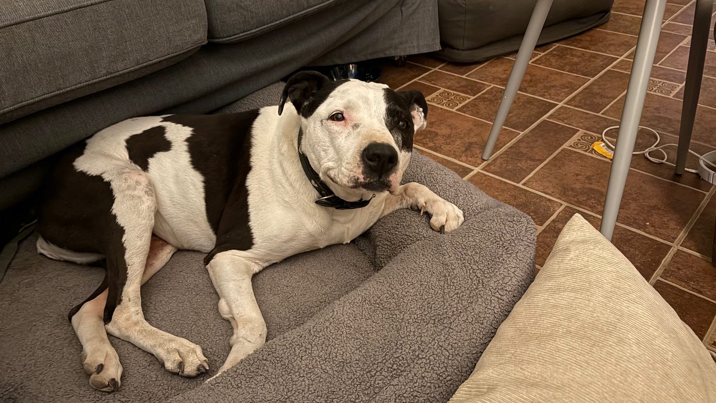 A piebald black and white pitbull in a dogbed, smiling at the camera. Behind her is a sectional sofa. The floor is made of tile.