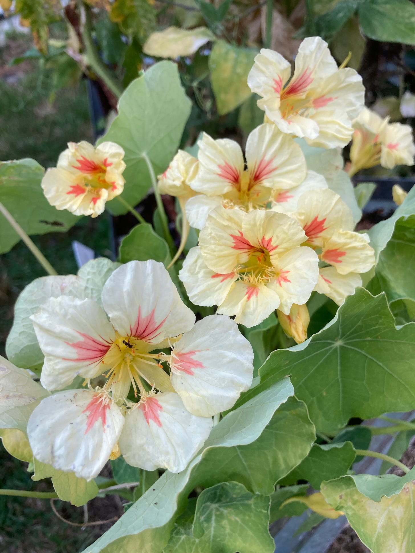 Lemon and orange nasturtium