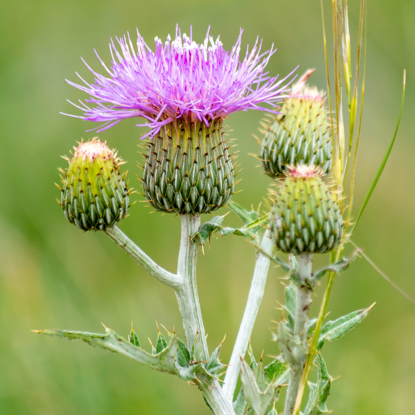 wavyleaf thistle wavyleaf thistle