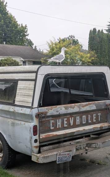 A bird on the back of a truck

AI-generated content may be incorrect.