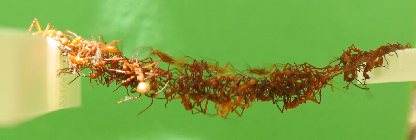 Ants filmed building moving bridges from their live bodies - The University  of Sydney