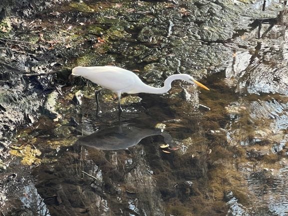 Great Egret — white bird with long yellow beak and black legs