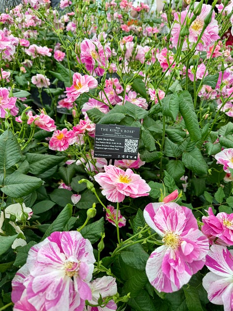 RHS Chelsea Flower Show Guide - The A-List by Aziza Lyons