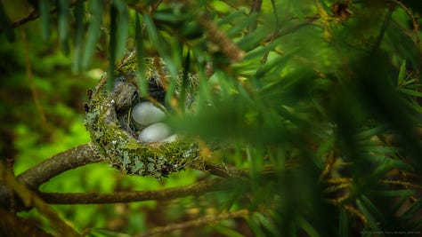 Three Anna's Hummingbird mommas and their nests visited over the past few days.