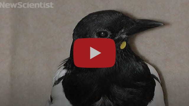 Mirror test shows magpies aren't so bird-brained